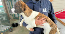 NADINE, Hund, Mischlingshund in Italien - Bild 10