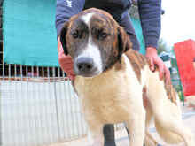 NADINE, Hund, Mischlingshund in Italien - Bild 14