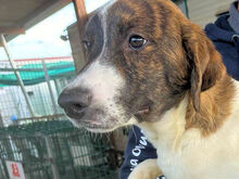 NADINE, Hund, Mischlingshund in Italien - Bild 16