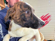 NADINE, Hund, Mischlingshund in Italien - Bild 17
