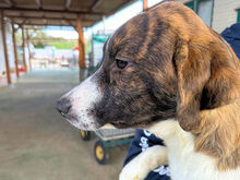 NADINE, Hund, Mischlingshund in Italien - Bild 18