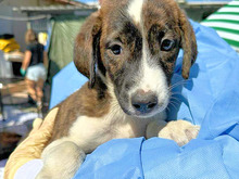 NADINE, Hund, Mischlingshund in Italien - Bild 20