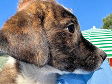 NADINE, Hund, Mischlingshund in Italien - Bild 21