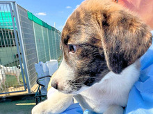 NADINE, Hund, Mischlingshund in Italien - Bild 22