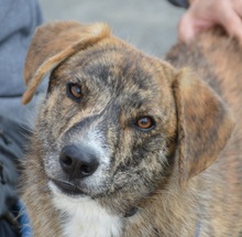 MOGLI, Hund, Mischlingshund in Rumänien
