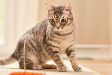 GIAVENO, Katze, Europäisch Kurzhaar in Wuppertal