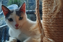 SMILLA, Katze, Europäisch Kurzhaar in Sandhausen - Bild 10