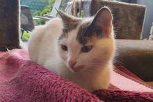 SMILLA, Katze, Europäisch Kurzhaar in Sandhausen - Bild 11