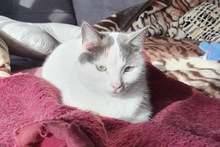 SMILLA, Katze, Europäisch Kurzhaar in Sandhausen - Bild 13