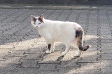 SMILLA, Katze, Europäisch Kurzhaar in Sandhausen - Bild 14