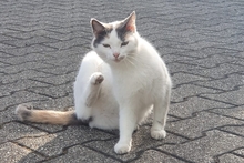 SMILLA, Katze, Europäisch Kurzhaar in Sandhausen - Bild 15