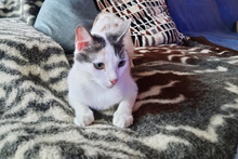 SMILLA, Katze, Europäisch Kurzhaar in Sandhausen - Bild 16