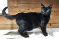 BOLLICINA, Katze, Europäisch Kurzhaar in Gammelby - Bild 10