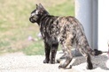 BOLLICINA, Katze, Europäisch Kurzhaar in Gammelby - Bild 6