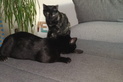 BOLLICINA, Katze, Europäisch Kurzhaar in Gammelby - Bild 9