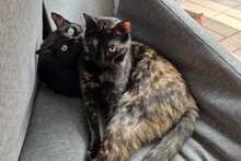 BOLLINA, Katze, Europäisch Kurzhaar in Gammelby - Bild 10