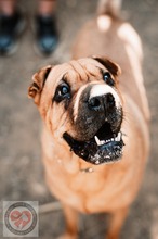 BONNIE, Hund, Shar Pei-Mix in Spanien - Bild 1