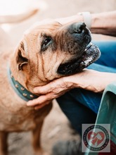 BONNIE, Hund, Shar Pei-Mix in Spanien - Bild 2