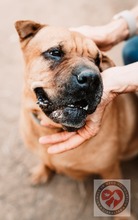 BONNIE, Hund, Shar Pei-Mix in Spanien - Bild 3