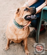 BONNIE, Hund, Shar Pei-Mix in Spanien - Bild 4