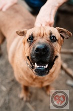 BONNIE, Hund, Shar Pei-Mix in Spanien - Bild 5