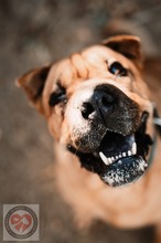 BONNIE, Hund, Shar Pei-Mix in Spanien - Bild 6