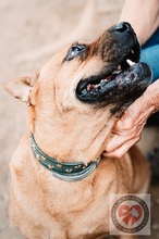 BONNIE, Hund, Shar Pei-Mix in Spanien - Bild 7