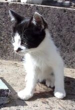 MISHA, Katze, Europäisch Kurzhaar-Mix in Bulgarien - Bild 11