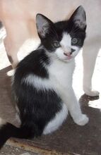 MISHA, Katze, Europäisch Kurzhaar-Mix in Bulgarien - Bild 12