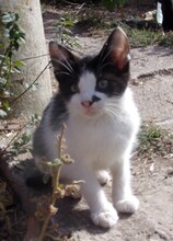 MISHA, Katze, Europäisch Kurzhaar-Mix in Bulgarien - Bild 13