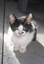 MISHA, Katze, Europäisch Kurzhaar-Mix in Bulgarien - Bild 14