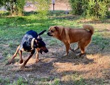 JONNY, Hund, Mischlingshund in Spanien - Bild 1