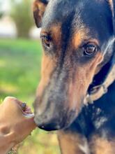 JONNY, Hund, Mischlingshund in Spanien - Bild 2