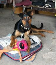 JONNY, Hund, Mischlingshund in Spanien - Bild 3