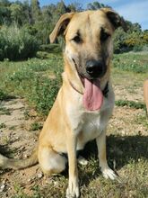 PENNY, Hund, Deutscher Schäferhund-Mix in Spanien - Bild 1