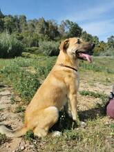 PENNY, Hund, Deutscher Schäferhund-Mix in Spanien - Bild 2