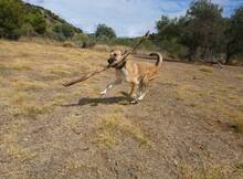 PENNY, Hund, Deutscher Schäferhund-Mix in Spanien - Bild 3