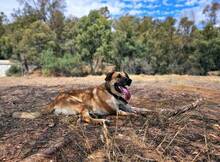 PENNY, Hund, Deutscher Schäferhund-Mix in Spanien - Bild 4