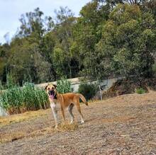 PENNY, Hund, Deutscher Schäferhund-Mix in Spanien - Bild 5