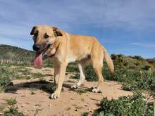 PENNY, Hund, Deutscher Schäferhund-Mix in Spanien - Bild 6