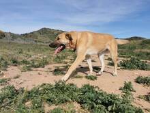 PENNY, Hund, Deutscher Schäferhund-Mix in Spanien - Bild 7