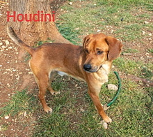 HOUDINI, Hund, Mischlingshund in Italien - Bild 4