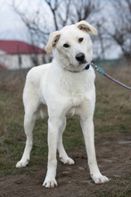 FELIX, Hund, Mischlingshund in Rumänien - Bild 2