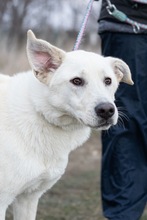 FELIX, Hund, Mischlingshund in Rumänien - Bild 3