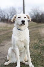 FELIX, Hund, Mischlingshund in Rumänien - Bild 4