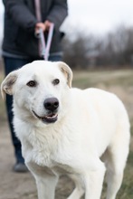 FELIX, Hund, Mischlingshund in Rumänien - Bild 5