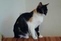 MAMY, Katze, Europäisch Kurzhaar in Oederquart
