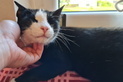 CARBONELLA, Katze, Europäisch Kurzhaar in Freiburg - Bild 8