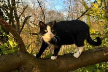 CARLETTO, Katze, Europäisch Kurzhaar in Freiburg - Bild 6