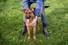 MALIE, Hund, Mischlingshund in Kroatien - Bild 1